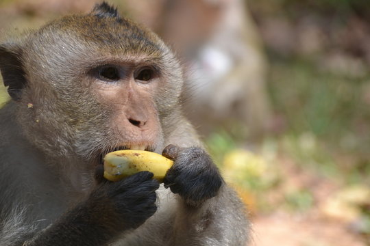 Ein Affe ißt eine Banane