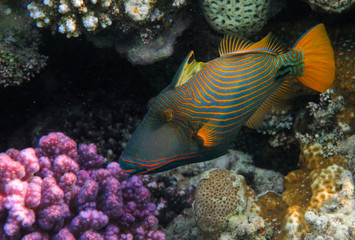 Orange-lined Triggerfish
