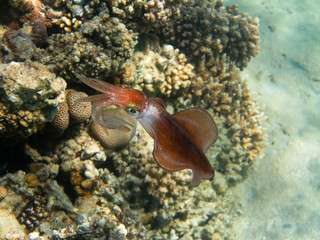 Bigfin reef squid underwater photo