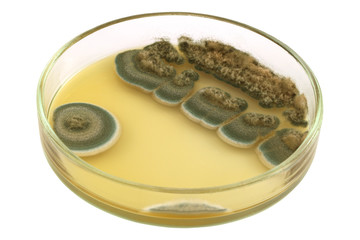 Colonies of allergenic mould Penicillium  on a petri dish (agar plate) manually isolated on a white...