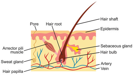 hair and human skin anatomy illustration