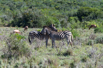 Fototapeta na wymiar Zebres faisant un calin (Addo Elephant National Park, Afrique du Sud