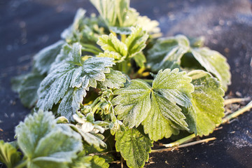 bloom strawberry plant frost