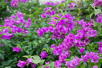 The flower is the bush.