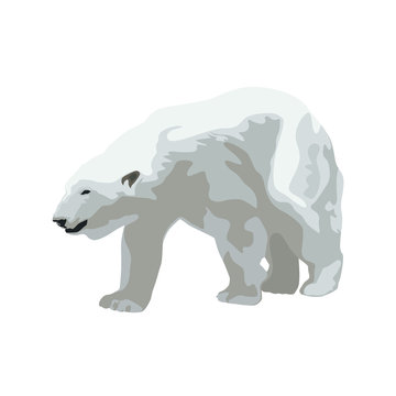 Polar bear, isolated vector illustration