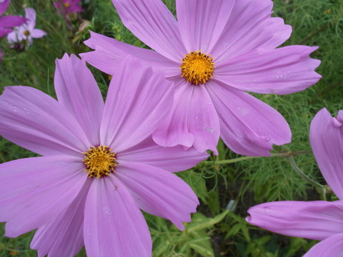 Light Purple Flowers