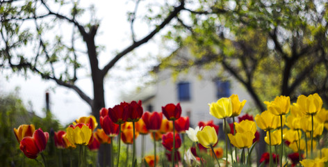 Obraz premium Red and yellow tulips in the flower bed against the house, beautiful blured background