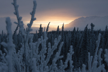 Burning Ember in the Arctic