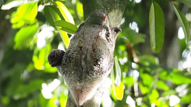 Flying lemur with baby