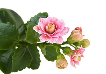 Kalanchoe flowers isolated on a white background