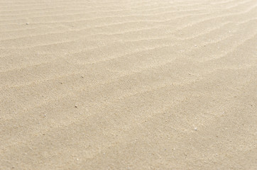 Fototapeta na wymiar Sand dune in the Natural-park, Corralejo , Fuerteventura, Canary Islands, Spain