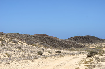 Flora of Lobos Island in Canary Islands, Spain