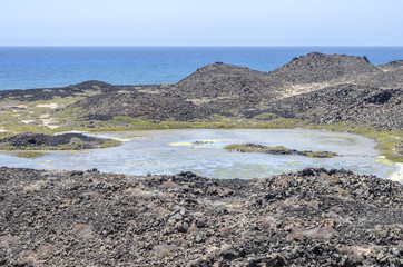 Flora of Lobos Island in Canary Islands, Spain