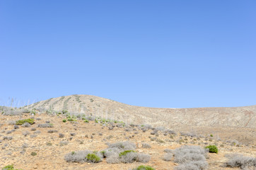 Plantation of medicinal aloe vera plant in the Canary Islands, Spain. Field is artificially irrigated due to the arid climate.