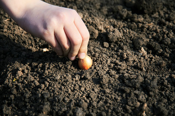 children's hand planting a bulb in a black dug up the ground in the garden