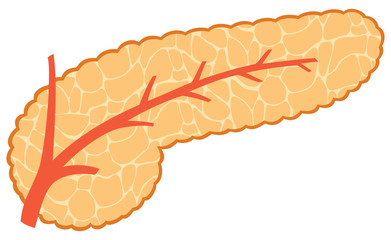 vector illustration of pancreas  - obrazy, fototapety, plakaty