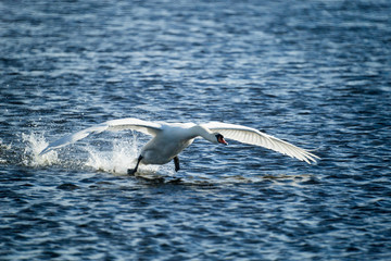 mute swan