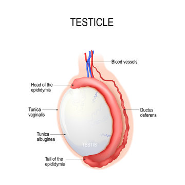 Testicles. Human anatomy