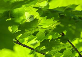 Fototapeta na wymiar background of green maple leaves sun day