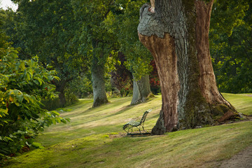 big tree in Gisselfeld park