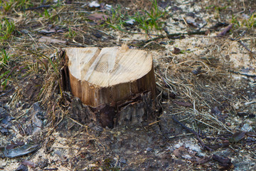 the stump of a felled tree