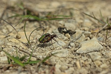 Feldsandläufer (Cicindela campestris) bei der Paarung
