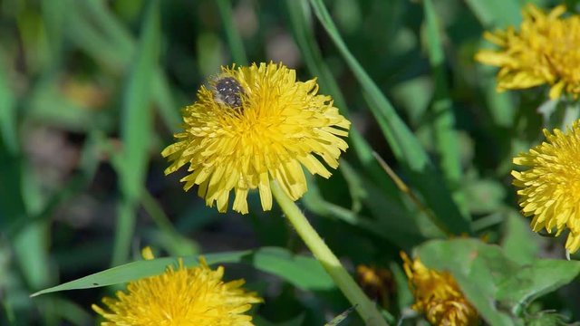 May Beetle on the Yellow Flower maybug beetle on yellow dandelion flower