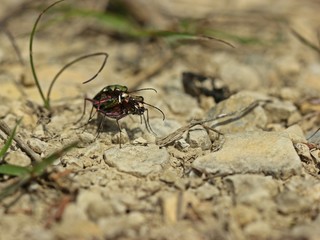 Feldsandläufer (Cicindela campestris) bei der Paarung

