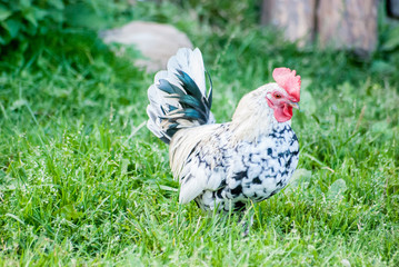 Chiccken standing in grass