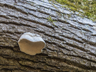 Parasite fungus growing on a tree trunk