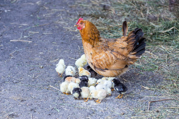 Hen looking out for the flock of chicken. Authentic farm series.