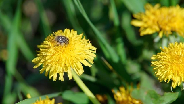 May Beetle on the Yellow Flower maybug beetle on yellow dandelion flower