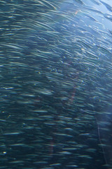 Blur of school of anchovies swimming in synchronized formation Newport, Oregon