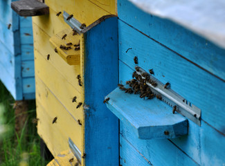 The bees from nectar and pollen flies to the beehive cell