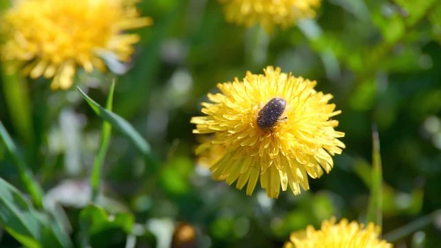 May Beetle on the Yellow Flower maybug beetle on yellow dandelion flower