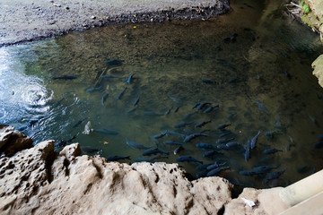 Cave pond full of fishes