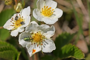 Männlicher Glänzender Blütenprachtkäfer (Anthaxia nitidula) und Bärenschoten-Samenkäfer...
