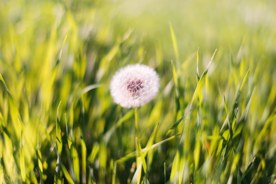 Close-up photo of ripe dandelion. White flowers in green grass. Closeup of fluffy white dandelion in grass with field flowers. The background. © callisto
