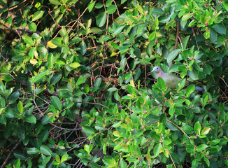 One cute Wild Thick-Billed Green Pigeons perching among green tree leaves