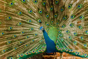 Fototapeta premium Peacock. Portrait of male peacock displaying his tail feathers.