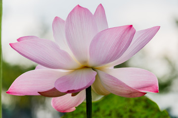 Fototapeta premium beautiful pink waterlily or lotus flower in pond