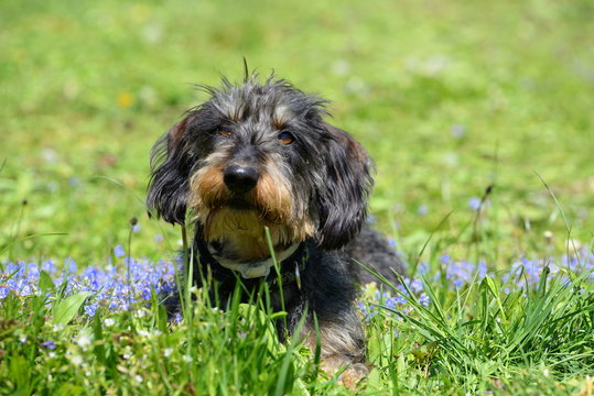 zu allem bereit, s&uuml;&szlig;er Rauhaardackel liegt aufmerksam im Gras