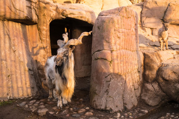 Mountain goat with long wool and huge horns in front of cave in rock in sunset light