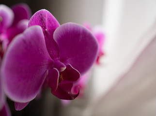 Close-up of beautiful pink orchid with vertical copy space at right