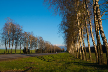 Lines of birches with road in the middle in sunset light