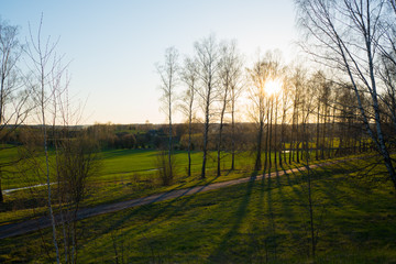 The sunset sun shines through the line of birch, growing on the green grass near to the road