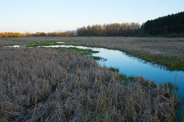 Marsh with dry bulrush and curvy line of calm water in sunset light