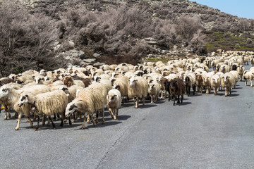 A flock of sheep on the road in the mountains of Crete