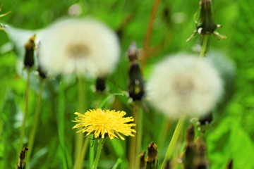 Dandelions during springtime