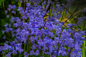 Wild Bluebells